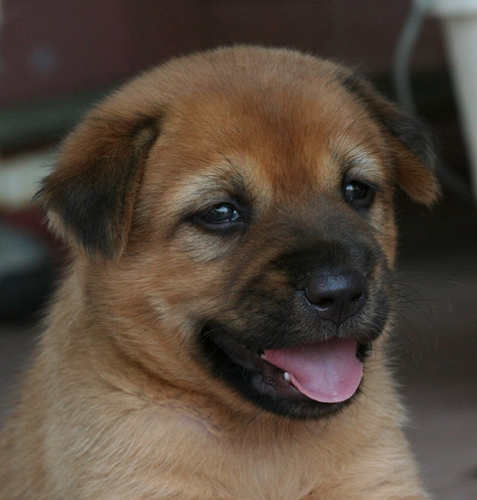 File:Puppies 1373.jpg